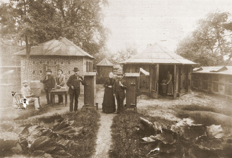 Teil der Bienenzuchtanlage in Eystrup 1891